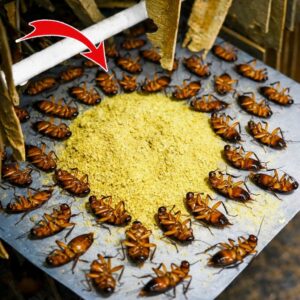 Todas morrem na hora! Veja como eliminar baratas rapidamente sem gastar nada.