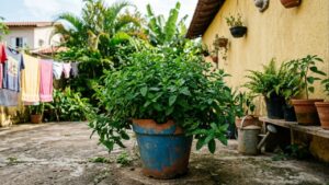 Erva digestiva é uma das mais fáceis de plantar em potes reaproveitados: tem crescimento acelerado, mas nunca deve ser colocada ao lado desta outra planta sensível