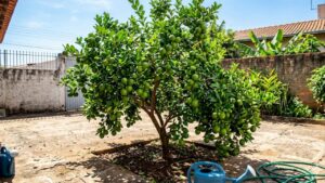 Fruta conhecida como “ouro verde” é uma das mais fáceis de cultivar: veja as dicas exclusivas do Receitas de Peso para ter o quintal recheado delas