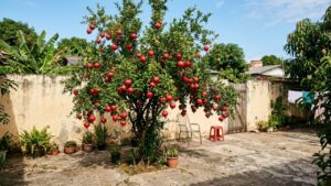Fruta conhecida como “símbolo da prosperidade” é uma das mais fáceis de cultivar: veja as dicas exclusivas do Receitas de Peso para ter o quintal recheado delas